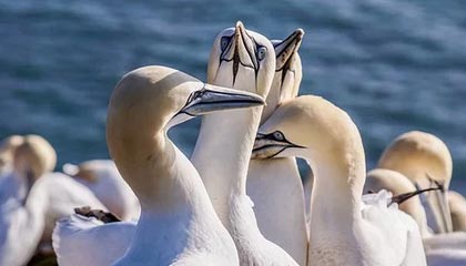 开云入口-政府资金投入助力威尔士青训体系建设，威尔士2022