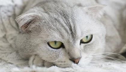 开云入口-政府资金投入助力威尔士青训体系建设，威尔士2022