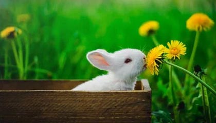 开云入口-政府资金投入助力威尔士青训体系建设，威尔士2022