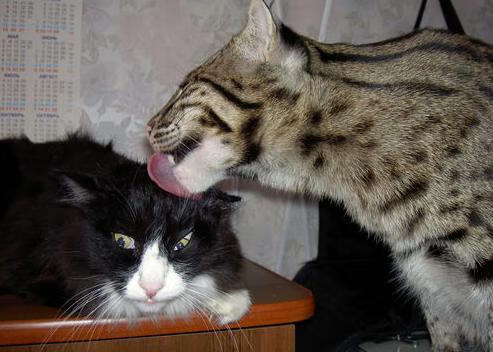 中国三人篮球男队表现稳定 战绩不断攀升，中国三人篮球人员