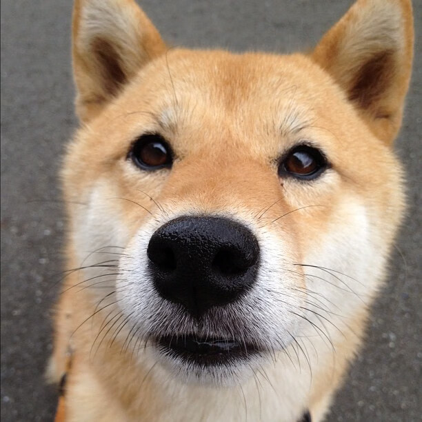 加拿大队未来前景:如何增强团队协作,提升整体作战能力,加拿大队员