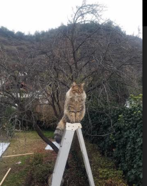 “胡利安·门德斯：阿根廷美洲狮队的前场尖兵，未来值得期待”